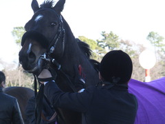 20160124 中山10R 東雲賞 マイネルサージュ 19