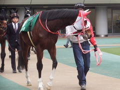 20190216 東京11R ダイヤモンドS(G3) ピッツバーグ 05