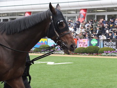 20151213 中山8R 3歳上500万下 ヴィルトグラーフ 07