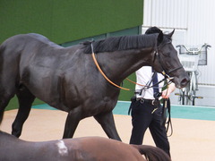 20150927 中山11R オールカマー サトノノブレス 22