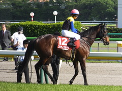 20160430 東京11R 青葉賞(G2) プロディガルサン 16