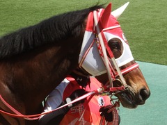 20190428 東京9R 陣馬特別(1000) ピッツバーグ 10