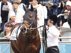 20150412 中山8R 4歳上500万下 キングラナキラ 07