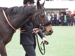 20180225 中山11R 中山記念(G2) マイネルサージュ 07