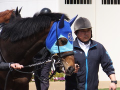 20170402 中山6R 3歳500万下 アドマイヤシナイ 12