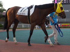 20160518 大井8R B3 マイネルグルマン 02