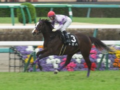 20190323 中山9R ミモザ賞 3歳牝馬(500) トロハ 15