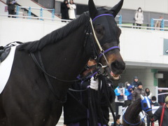 20170114 京都8R 4歳上牝馬500万下 サラマンカ 09