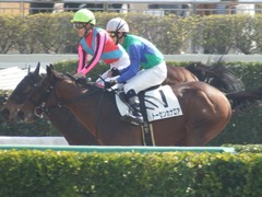 20180224 中山4R 4歳上障害未勝利 トーセンカナロア 18