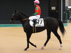 20150926 中山7R 3歳上500万下 マイネルサージュ 16