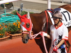 20161002 阪神7R (500) レーヌドブリエ 11
