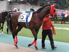 20161119 東京1R 2歳未勝利 パイオニアワーク 04