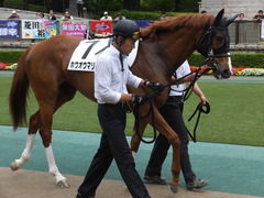 20170618 東京7R 33歳上500万下 ホウオウマリリン 06