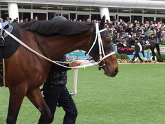 20150321 中山10R 韓国馬事会杯 ショウナンアポロン 04