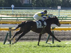 20150131 東京4R 3歳未勝利 ロジダーリング 09