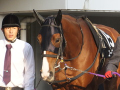 20131207 中山競馬場 ユーロビート 05