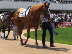 20150425 京都3R 3歳未勝利 モーグリ 07