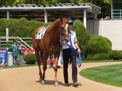 20150425 京都３R 3歳未勝利 モーグリ 02