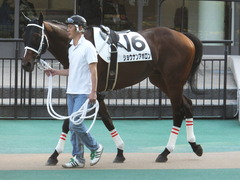20141018 東京12R ショウナンアポロン 02