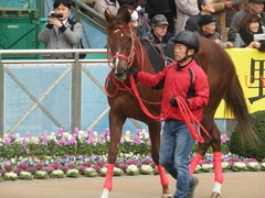 20190106 中山10R ジュニアC(L) オトナノジジョウ 19