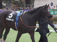 20190126 東京11R 白富士S 4歳上OP マイネルサージュ 04