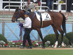 20161204 中山3R 2歳未勝利 メガポリゴン 06