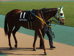 20150221 東京10R 初音S4歳上1600万下 アルマディヴァン 01