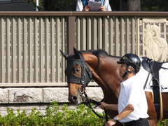 20141026 東京1R トーセンカナロア 04