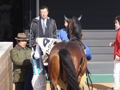 20160124 中山5R 3歳未勝利 アークアーセナル 19