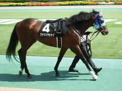 20180602 東京9R 国分寺特別 3歳上500万下 アドマイヤシナイ 04