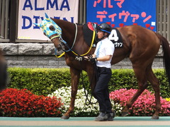 20150628 東京11R パラダイスS アルマディヴァン 06