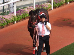 20170924 阪神11R 神戸新聞杯(G2) 3歳OP ホウオウドリーム 08
