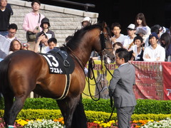 20160508 東京12R(1000)プエルト 12