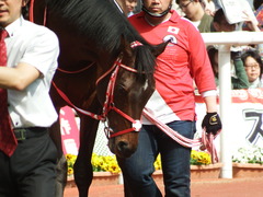 20180401 阪神10R 御堂筋S(1600) ホウオウドリーム 19
