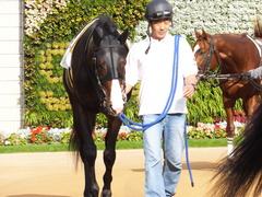 20151121 京都1R 2歳未勝利 アドマイヤムテキ 07