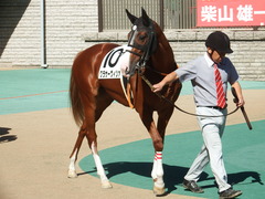 20181021 東京3R 2歳未勝利 クラサーヴィツァ 03