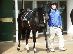 20180408 中山11R 春雷S(OP) ショウナンアチーヴ 03