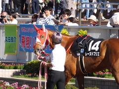 20161016 新潟10R 粟島特別(牝500) レーヌドブリエ 06