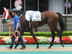 20140622 東京8R ショウナンアポロン 03