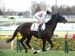 20180128 東京4R 3歳未勝利 ミッキーバード 18