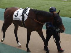 20170205 東京1R 3歳未勝利 メガポリゴン 08