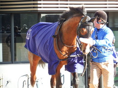 20171228 中山3R 2歳未勝利 ロジスカーレット 19