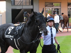 20161016 新潟11R 信越S(OP) ショウナンアチーヴ 08