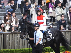 20161113 東京11R オーロカップ(OP) ショウナンアチーヴ 16