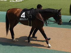 20160522 東京9R 石和特別(1000) オウケンブラック 09