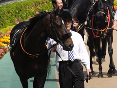 20160501 東京9R 陣馬特別(1000) マイネルサージュ 02