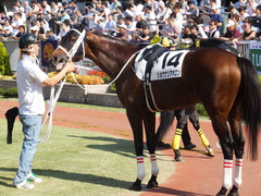 20140928 新潟8R ショウナンアポロン 10