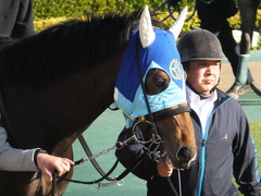 20170128 東京10R クロッカスS 3歳OP アドマイヤシナイ 13