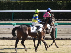 20150112 中山5R 3歳未勝利 ロジダーリング 15