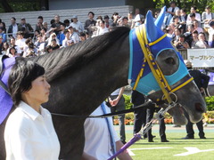 20140511 東京11R NHKマイルカップ(G1)アドマイヤビジン09